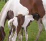 Volunteer with Horses and other Animals